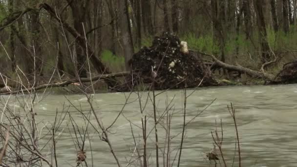 Hoog bewegend rivierwater in Canada. Gefilmd in 2019 wanneer er veel overstromingen regionaal zijn gebeurd — Stockvideo