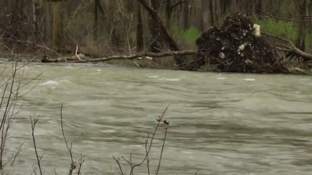 Agua de río de gran movimiento en Canadá. Filmado en 2019 cuando han ocurrido muchas inundaciones a nivel regional — Vídeos de Stock