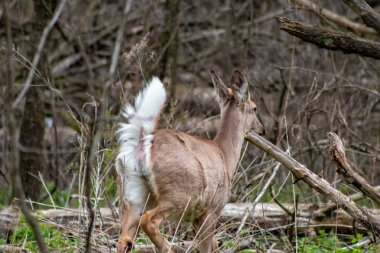 Bu Whitetail Buck bu geç Sonbahar sabahı gün doğumunda bu çok renkli ağaç hattı boyunca doe arıyordu.