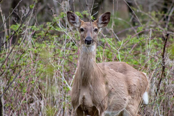 Questo Whitetail Buck era alla ricerca di cervo lungo questa linea di alberi molto colorata all'alba in questa tarda mattinata d'autunno . — Foto Stock