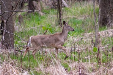 Bu Whitetail Buck bu geç Sonbahar sabahı gün doğumunda bu çok renkli ağaç hattı boyunca doe arıyordu.