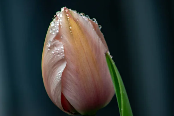 Nahaufnahme von Tulpenblumen auf dem Hintergrund — Stockfoto