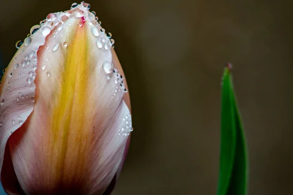 Nahaufnahme von Tulpenblumen auf dem Hintergrund — Stockfoto