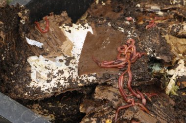 kompost - balık için yem kırmızı solucanlar