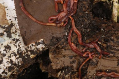kompost - balık için yem kırmızı solucanlar