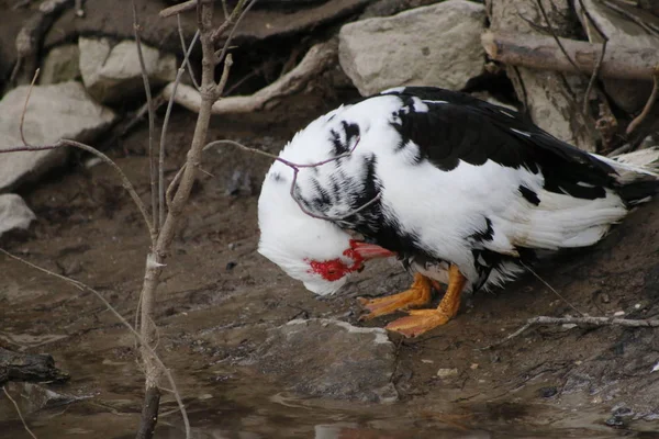 Pato Moscovo a vaguear na relva. Bonito pato macho Moscovo. Pato macho Moscovo com asas levantadas — Fotografia de Stock