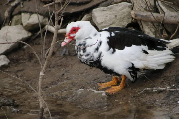 Pato Moscovo a vaguear na relva. Bonito pato macho Moscovo. Pato macho Moscovo com asas levantadas — Fotografia de Stock