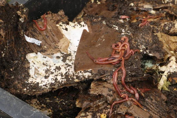 Červené červy v kompostu - návnada pro rybolov — Stock fotografie