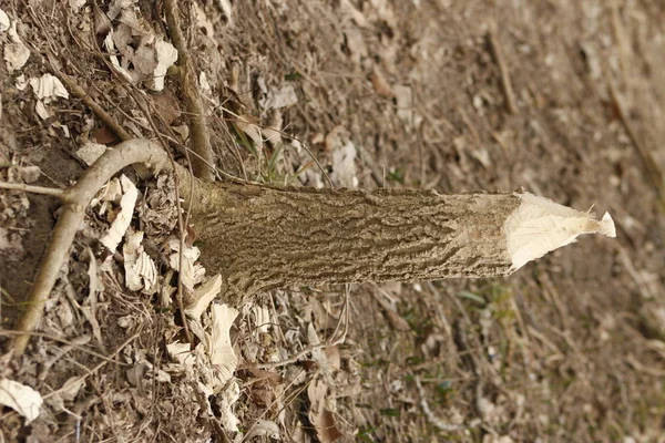 Bir kunduz küçük bir Ann büyük ağaç çiğnemek olabilir. Ağaçları düzenli olarak kesecekler. Beavers çoğunlukla ağaç kabuğu ve yaprakları yemek. — Stok fotoğraf