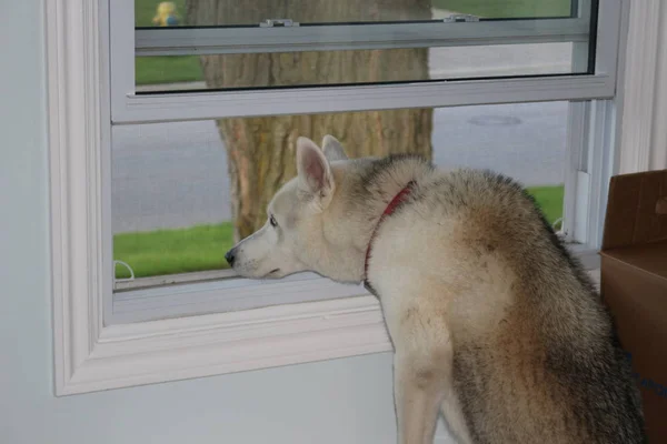 Perro mirando por una ventana, esperando a que su humano vuelva a casa —  Fotos de Stock