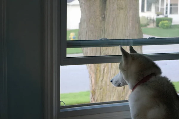 Dog kijkt uit een raam, wachtend op zijn mens om thuis te komen — Stockfoto