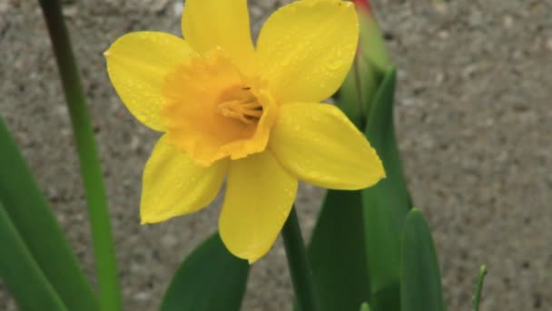 Öppen naturlig gul Narcissus blomma — Stockvideo