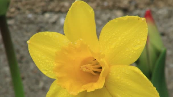 Offene natürliche gelbe Narzissenblüte — Stockvideo