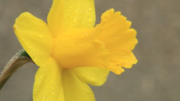 Offene natürliche gelbe Narzissenblüte — Stockvideo