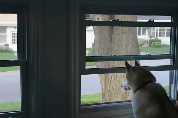 개가 창문을 내다보며, 사람이 집에 오기를 기다린다 — 스톡 사진