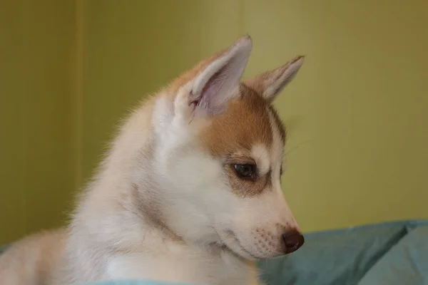 Retrato de um cão de raça husky siberiano engraçado em um fundo estúdio rosa, conceito de emoções do cão — Fotografia de Stock