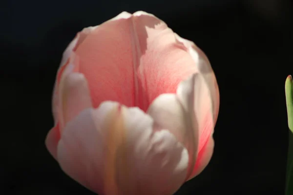 Bunte dunkelviolette gefälschte Tulpen, blumiger Hintergrund — Stockfoto