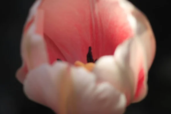 Bunte dunkelviolette gefälschte Tulpen, blumiger Hintergrund — Stockfoto
