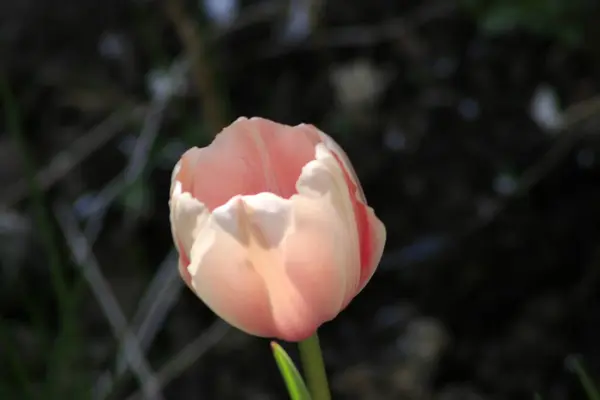 Bunte dunkelviolette gefälschte Tulpen, blumiger Hintergrund — Stockfoto