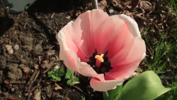 Närbild vy av eleganta rosa tulpaner — Stockvideo