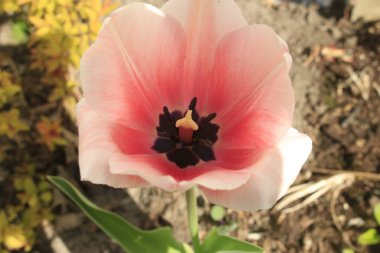 Pembe Lale park agains bulutlarda grubudur. Bahar arka plan bulanık kartpostal