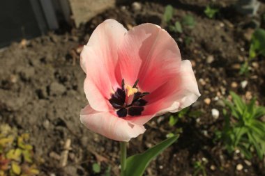 Pembe Lale park agains bulutlarda grubudur. Bahar arka plan bulanık kartpostal