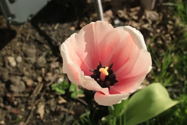 Pembe Lale park agains bulutlarda grubudur. Bahar arka plan bulanık kartpostal