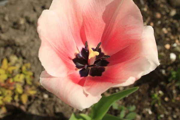 Gruppe pinkfarbener Tulpen im Park vor Wolken. Frühling verschwommen Hintergrund Postkarte — Stockfoto