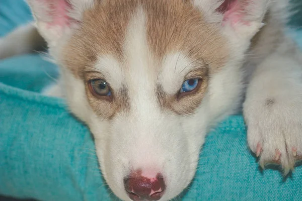 Niedliche sibirische Husky-Welpen spielen im Park und schauen in die Kamera — Stockfoto