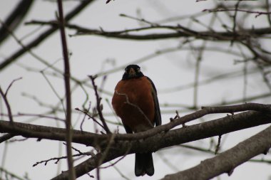 Amerikan Robin Turdus merkezi Oregon yerli levrek üzerinde göçmen