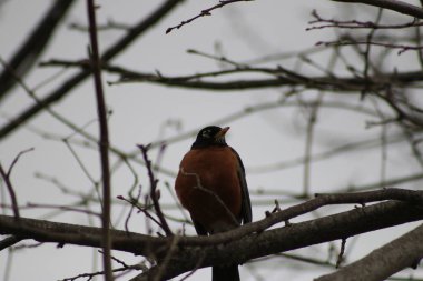 Amerikan Robin Turdus merkezi Oregon yerli levrek üzerinde göçmen