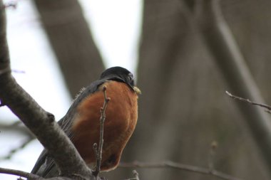 Amerikan Robin Turdus merkezi Oregon yerli levrek üzerinde göçmen