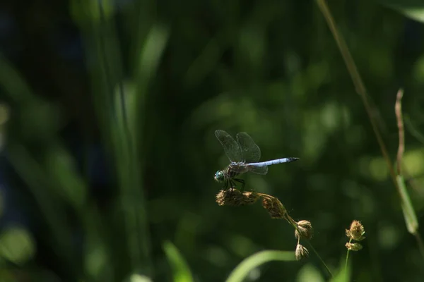 East Pondhawk Erythemis simplicicollis especies comunes de libélula — Foto de Stock