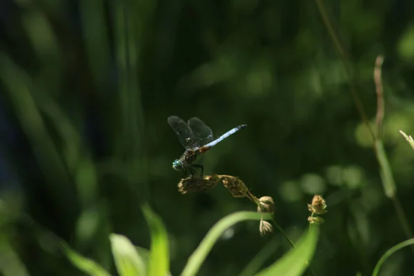 Восточный ястреб Erythemis simplicicollis распространенные виды стрекоз — стоковое фото