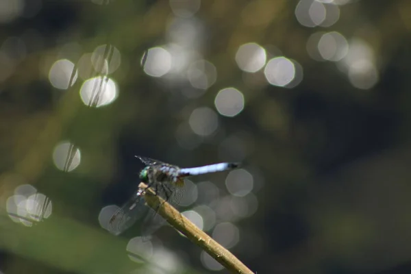 Oostelijke Pondhawk Erythemis simplicicollis voorkomende soorten libel — Stockfoto