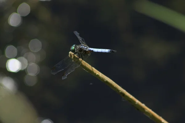 Oostelijke Pondhawk Erythemis simplicicollis voorkomende soorten libel — Stockfoto