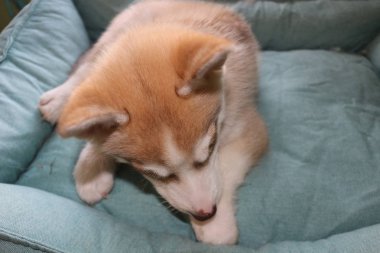 Şirin, tembel Sibiryalı köpek yavrusunu kapat ve sabahları yerde yat.