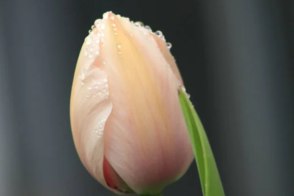 Eine leuchtend rosa reife Tulpe auf einem Stiel mit Teilblättern vor blauem Hintergrund. — Stockfoto