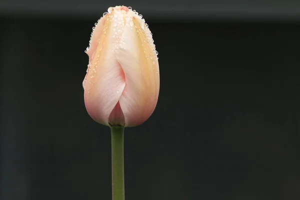 Un tulipán maduro de color rosa brillante en un tallo con hojas parciales sobre el fondo azul de s . — Foto de Stock