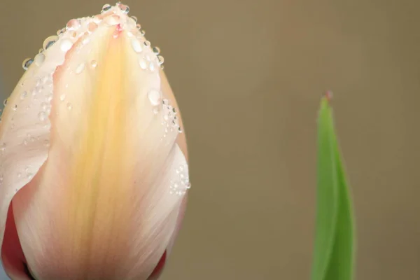 Eine leuchtend rosa reife Tulpe auf einem Stiel mit Teilblättern vor blauem Hintergrund. — Stockfoto