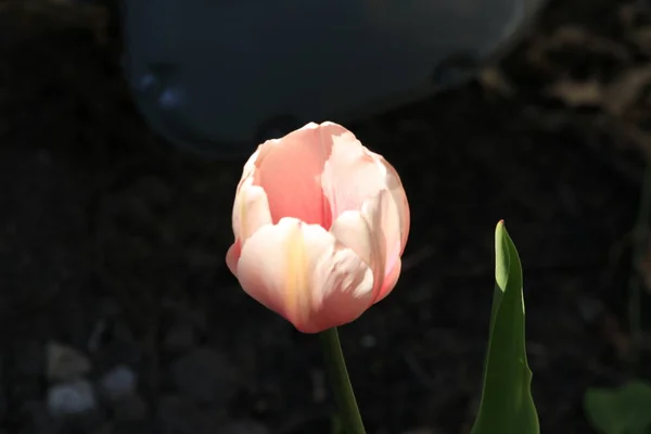 Eine leuchtend rosa reife Tulpe auf einem Stiel mit Teilblättern vor blauem Hintergrund. — Stockfoto