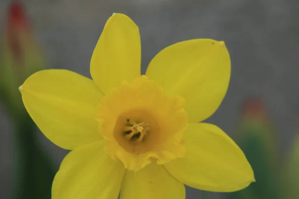 Fechar amarelo narcisos flores primavera — Fotografia de Stock