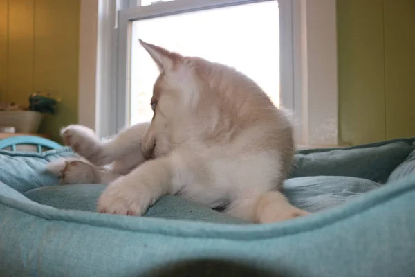 Закройте симпатичного ленивого сибирского щенка, лежащего и спящего на полу по утрам — стоковое фото