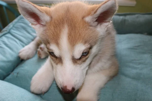 Şirin, tembel Sibiryalı köpek yavrusunu kapat ve sabahları yerde yat. — Stok fotoğraf