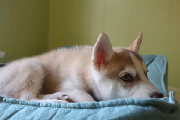 Close up de filhote de cachorro siberiano preguiçoso bonito deitado e dormir no chão pela manhã — Fotografia de Stock