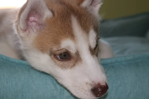Şirin, tembel Sibiryalı köpek yavrusunu kapat ve sabahları yerde yat. — Stok fotoğraf