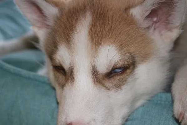 Close up de filhote de cachorro siberiano preguiçoso bonito deitado e dormir no chão pela manhã — Fotografia de Stock