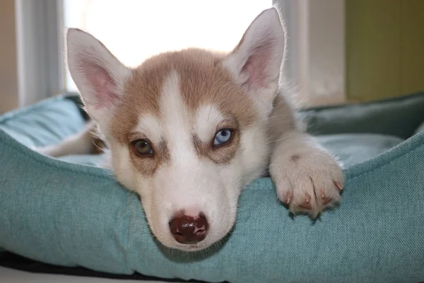 Close up of cute lazy siberian puppy lying and sleep on the floor in the morning — Stock Photo, Image