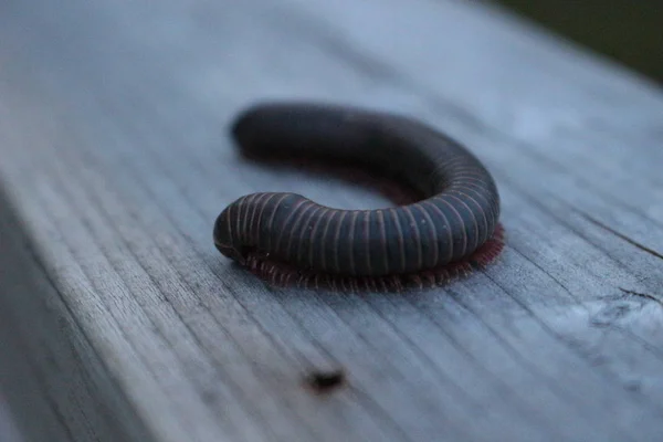 Americký obří milipede schoulená v obranném postoji na lesní podlaze. — Stock fotografie