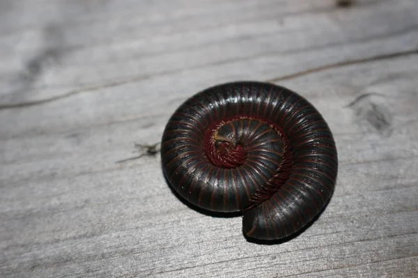 Um milipede gigante americano enrolado em uma postura defensiva em um chão da floresta . — Fotografia de Stock
